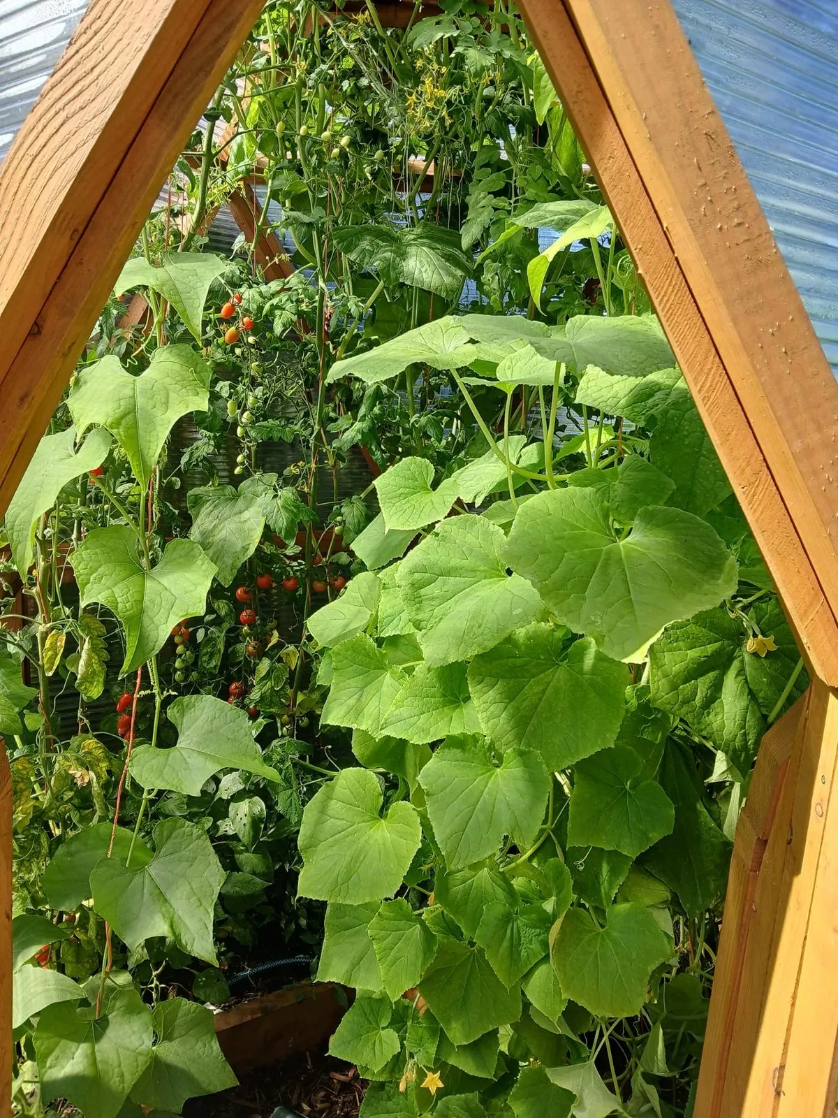Full head-height interior of a geodesic growing dome with raised beds and climbing crops
